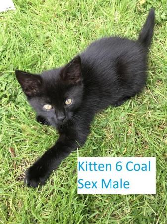 Image 9 of Kittens Mixed Manchester £50 - £80