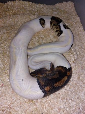 Image 4 of Complete one ofkind paradox ball python