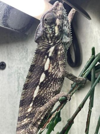 Image 1 of Red Ambanja panther Chameleon Male For Sale