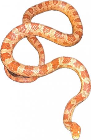 Image 4 of Stunning adult corn snakes
