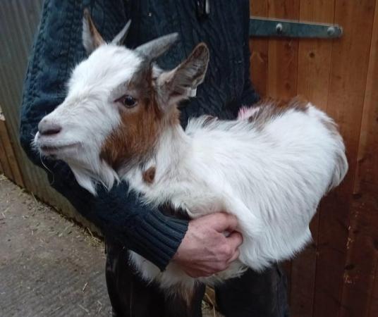 Image 2 of Great Starter Goat Stunning Pygmy Nanny Kid ready to go now