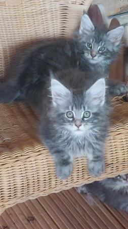 Image 10 of Maine coon kittens for sale.full pedigree