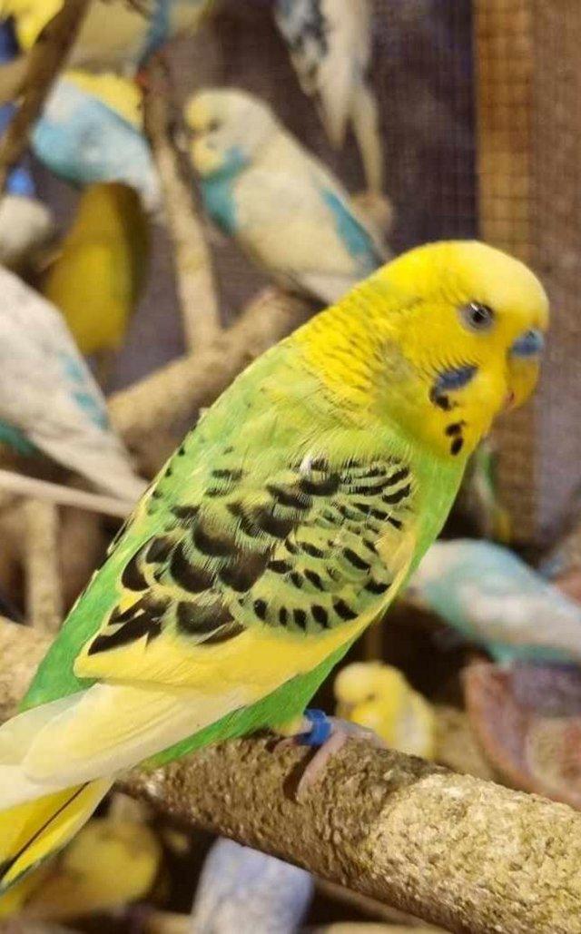 Preview of the first image of Various Budgies for Sale (Aviary-Bred).