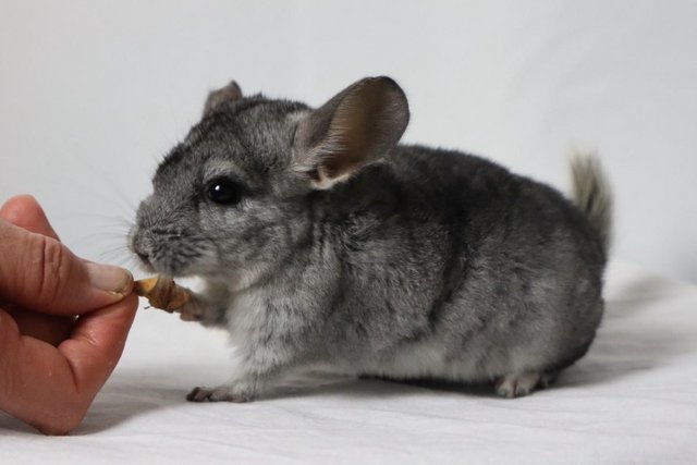 Image 4 of Baby Girl Chinchilla , 3 Months old for sale
