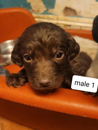 Image 18 of Springer spaniel puppies for sale!