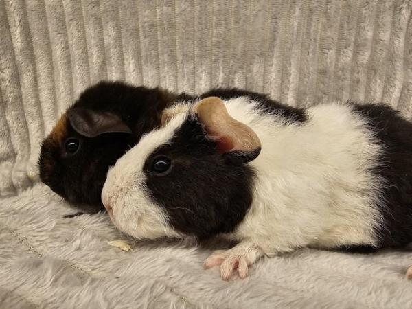 Image 5 of Sow guinea pigs, Teddies ready to go now