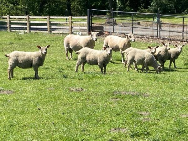 Image 1 of Pedigree Charollais Ram Lambs