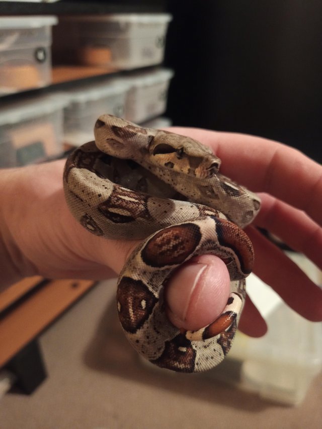 Preview of the first image of Baby boa constrictors 100%het albino.....