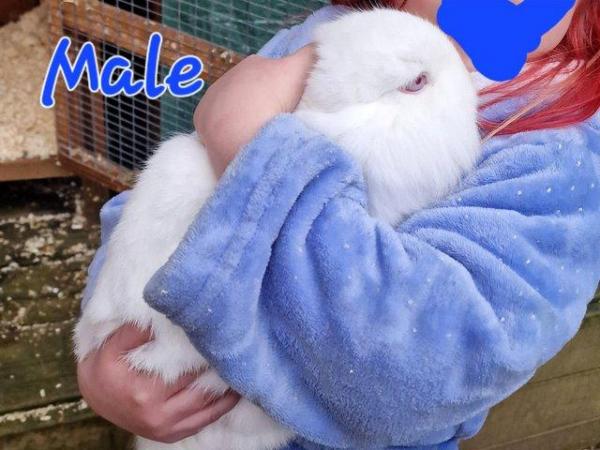 Image 5 of 1 Albino Lion-Lop Bunny For Sale