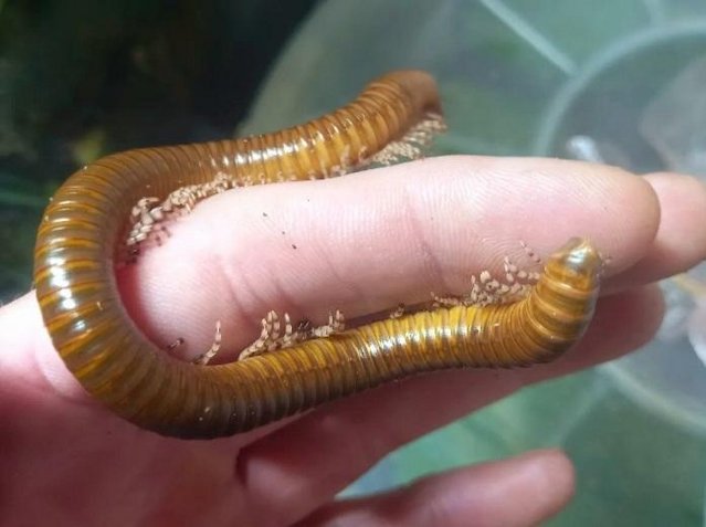 Preview of the first image of Millipedes gaint olive/speckled leg.