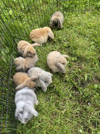 Image 12 of Mini lop baby rabbits **ready now**