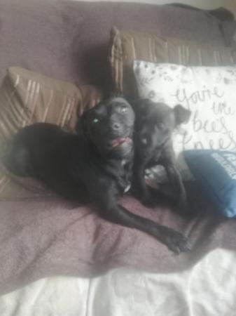 Image 9 of Patterdale terrier pups ready now little livewires