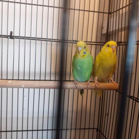 Image 6 of Beautiful baby hand tame budgies for sale