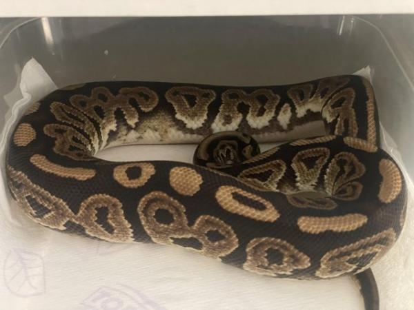 Image 8 of Royal python collection and snake racks ball python