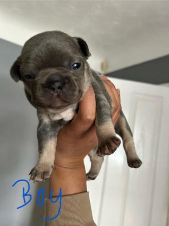 Image 16 of KC registered French Bulldogs