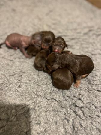 Image 5 of Miniature Wirehaired Dachshund x Chi Chi