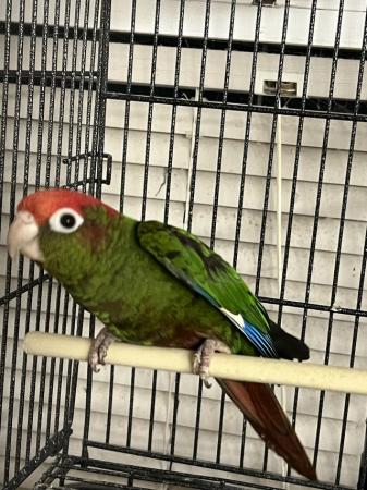 Image 2 of DNA’d Male Rose Crowned Conure