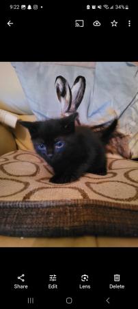 Image 4 of 4 black kittens for sale, Buckinghamshire area, High Wycombe