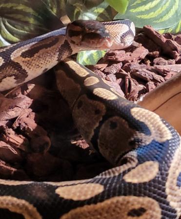 Image 2 of Approx 1 and a half year old Royal Python (Ball python)
