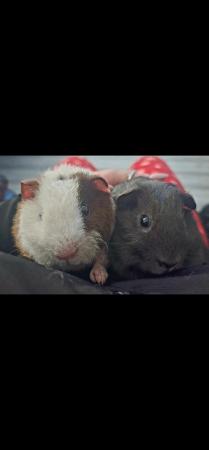 Image 4 of 2 male guinea pigs for sale