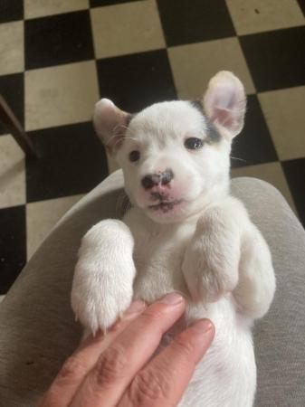 Image 4 of Jack Russell puppy for sale- Last one left