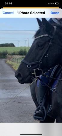 Image 1 of Rambo micklem bridle hardly used