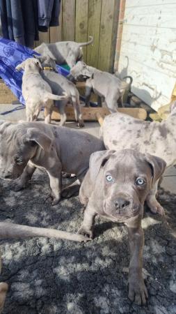 Image 13 of Last 2 blue boys and merle boy looking for forever homes