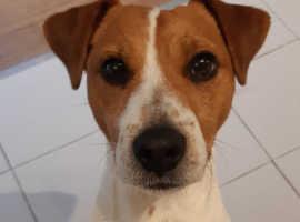Image 2 of Jack Russell Terrier For Sale