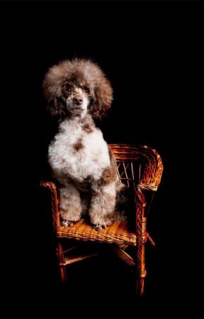 Image 5 of EXTENSIVELY HEALTH TESTED CHOC MERLE POODLE STUD