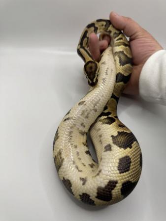 Image 3 of Male and female ball pythons for sale