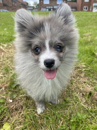 Image 10 of Beautiful Pomeranian Merle Boy