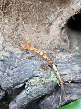 Image 4 of Young Crested Gecko for sale