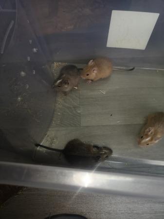 Image 3 of Degu babies ready for new homes