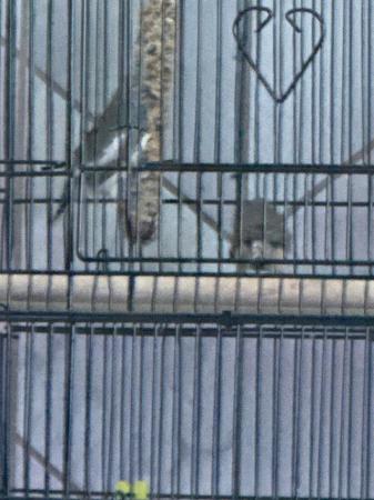Image 1 of 3x male finches with cage and accessories