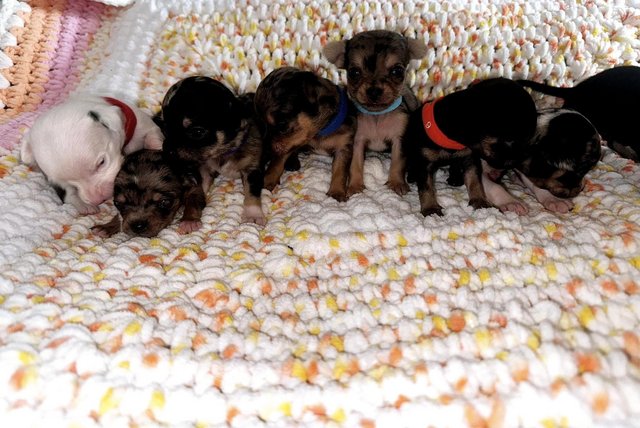Preview of the first image of Chihuahua Puppies for sale.