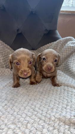 Image 6 of Only 3 beautiful puppies left !!