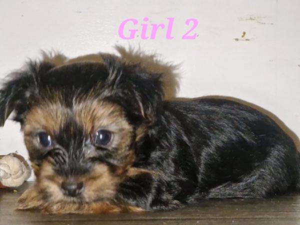Image 5 of Ready for homes! yorkshire terrier puppies. 2 females left!