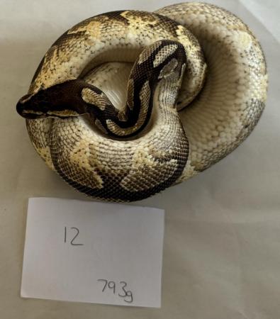 Image 5 of Ball pythons, selling whole collection plus vivs
