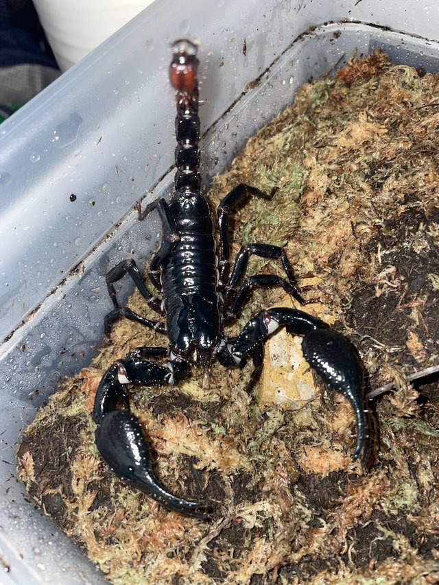 Preview of the first image of CB Giant Asian Forest Scorpion (H. spinifer)- Adults.