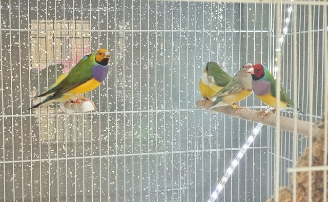 Image 2 of Male Gouldian finches for sale