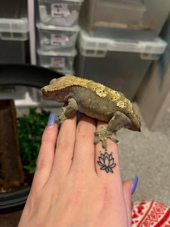 Image 1 of Female Dalmatian crested gecko for sale