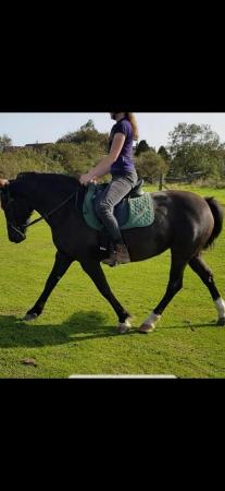 Image 1 of 15 year old, 14hh Dales X Cob mare for sale