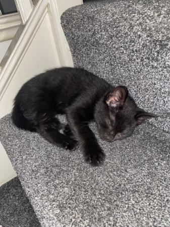 Image 5 of 13 week old Black Male kitten