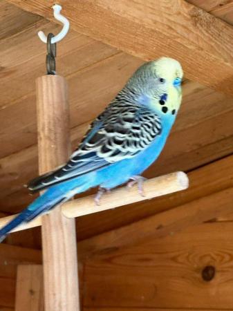 Image 4 of Beautiful Adult budgies for sale