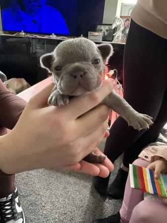 Image 14 of French bulldog Puppys quality litter PP avail
