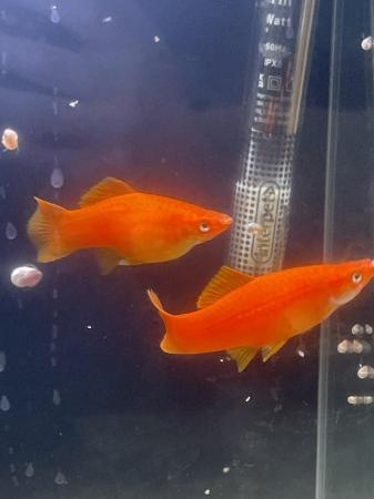 Image 3 of Flaming Red Giant Molly Fry £2 Each