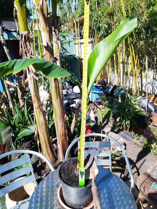Preview of the first image of Japanese BANANA Plant Musa Basjoo.