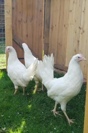 Image 2 of Point of Lay White Leghorn Pullets
