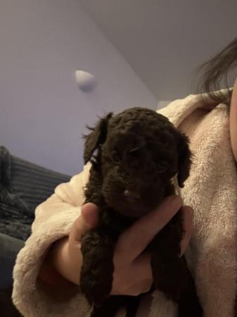 Image 2 of REDUCED READY NOW Gorgeous cockapoo puppies.