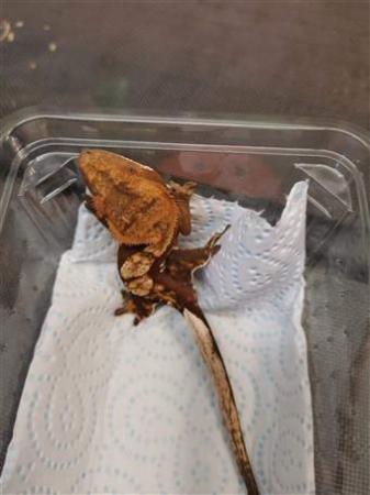 Image 2 of Various Crested Geckos ready for sale